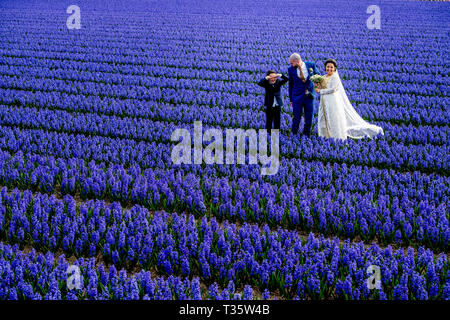 LISSE - een bruidspaar trouwen tulpenvelden staan in de bloei tulp Tulpen, Roos, Rozen, bollenvelden staan in de bloei tijdens de Lente bloembollen Stockfoto