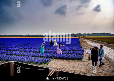 LISSE - een bruidspaar trouwen tulpenvelden staan in de bloei tulp Tulpen, Roos, Rozen, bollenvelden staan in de bloei tijdens de Lente bloembollen Stockfoto