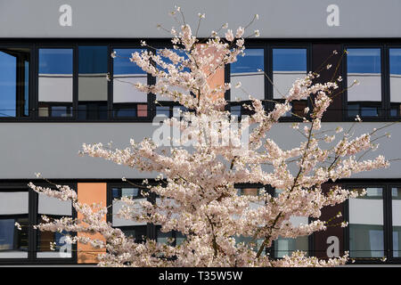 Spring Blossom sakura cherry tree im Innenhof der modernen Bürogebäude mit blauem Himmel Reflexion in der verspiegelten Fenstern Stockfoto