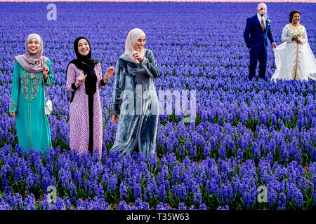 LISSE - een bruidspaar trouwen tulpenvelden staan in de bloei tulp Tulpen, Roos, Rozen, bollenvelden staan in de bloei tijdens de Lente bloembollen Stockfoto