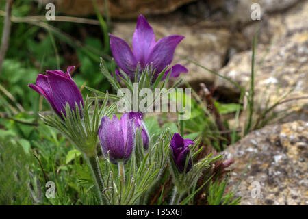 Schönen lila flauschige Blume orientalische Pulsatilla patens Küchenschelle. Stockfoto