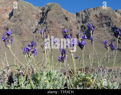 Fernleaf/gezackten Lavendel (Lavandula pinnata), endemisch auf den Kanaren und Madeira, blühende unter Famara Klippen, Lanzarote, Kanarische Inseln, Februar Stockfoto