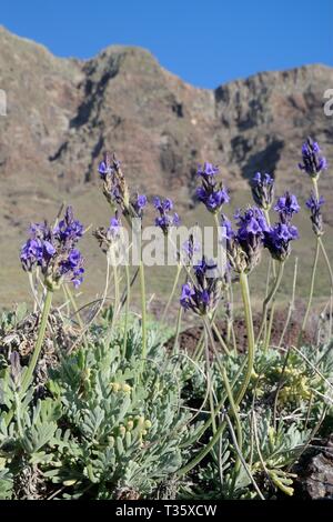 Fernleaf/gezackten Lavendel (Lavandula pinnata), endemisch auf den Kanaren und Madeira, blühende unter Famara Klippen, Lanzarote, Kanarische Inseln, Februar Stockfoto