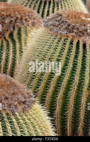 Gruppe von Goldenes Fass Kakteen/goldenen Kugeln/Schwiegermutter Kissen (Mexiko), ein Arten endemisch in Mexiko, am Jardin de Cactus, Stockfoto