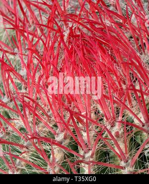 Rote Stacheln eines mexikanischen Fire barrel Kaktus (Ferocactus pilosus/piliferus), einer endemischen Arten nach Mexiko, Lanzarote, Kanarische Inseln. Stockfoto
