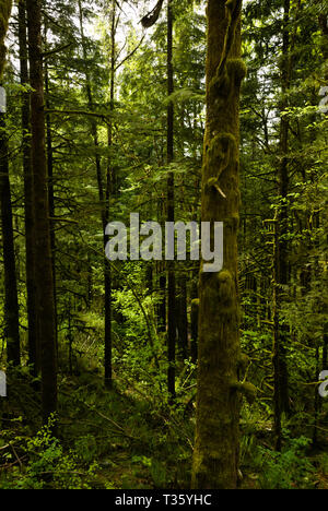 Eine mooslige Waldszene im Davis Lake Provincial Park in Mission, British Columbia, Kanada Stockfoto