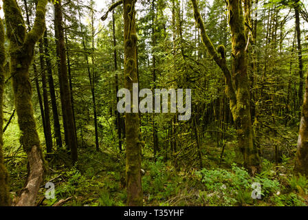 Eine mooslige Waldszene im Davis Lake Provincial Park in Mission, British Columbia, Kanada Stockfoto