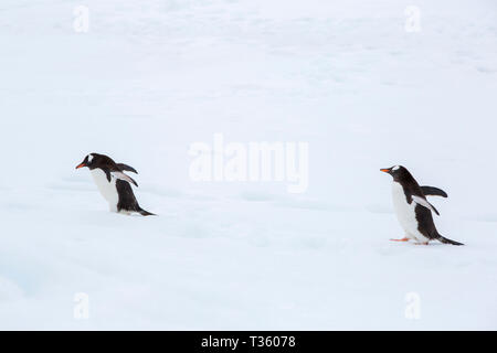 Gentoo Penguins mit einem Pinguin Autobahn bei Neko Harbour in Andvord Bay, Antarktische Halbinsel. Stockfoto