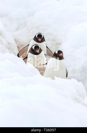 Gentoo Penguins mit einem Pinguin Autobahn bei Neko Harbour in Andvord Bay, Antarktische Halbinsel. Stockfoto