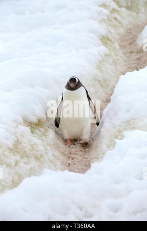 Gentoo Penguins mit einem Pinguin Autobahn bei Neko Harbour in Andvord Bay, Antarktische Halbinsel. Stockfoto