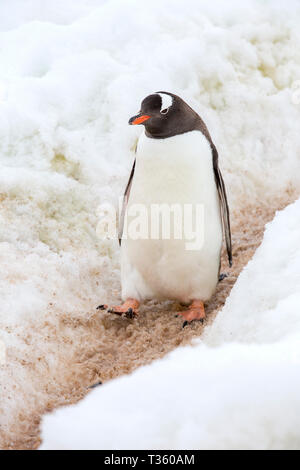 Gentoo Penguins mit einem Pinguin Autobahn bei Neko Harbour in Andvord Bay, Antarktische Halbinsel. Stockfoto