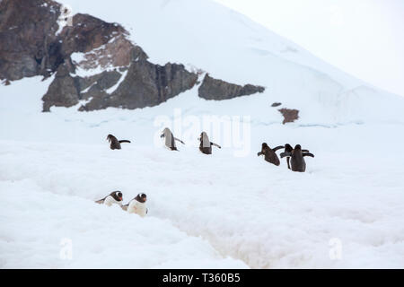 Gentoo Penguins mit einem Pinguin Autobahn bei Neko Harbour in Andvord Bay, Antarktische Halbinsel. Stockfoto