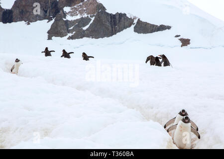 Gentoo Penguins mit einem Pinguin Autobahn bei Neko Harbour in Andvord Bay, Antarktische Halbinsel. Stockfoto