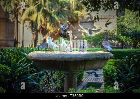 Tauben Trinkwasser aus Brunnen Wasser in Malaga in der Beruhigenden Kathedrale Garten Stockfoto