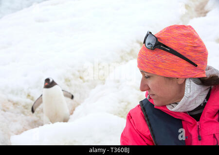 Gentoo Penguins mit einem Pinguin Autobahn und wird von Touristen an Neko Harbour in Andvord Bay, antarktischen Halbinsel beobachtet. Stockfoto