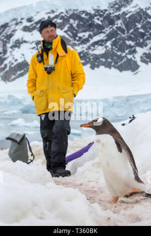 Gentoo Penguins mit einem Pinguin Autobahn und wird von Touristen an Neko Harbour in Andvord Bay, antarktischen Halbinsel beobachtet. Stockfoto