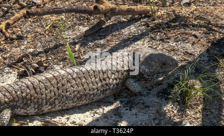 Western Australian shingleback Eidechse auf dem Boden Stockfoto