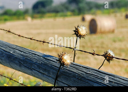 Flauschige Unkräuter über einer runden hölzernen Rampe wachsen und Stacheldraht mit Heu Feld im Hintergrund. Stockfoto