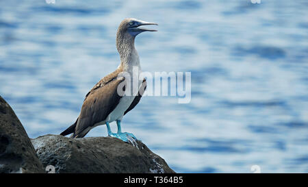 Nahaufnahme eines blauen-footed Booby auf Isla Lobos in der galalagos Stockfoto