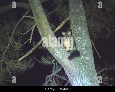 Australische brush-tailed Possum in einem Baum an Tasmanien Stockfoto