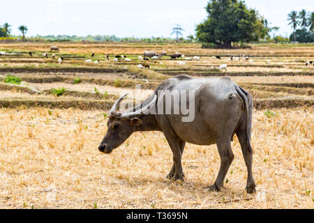 Tier lieferbar in Südostasien. Zebu, Büffel oder Kuh. Vieh auf dem Feld. Das dörfliche Leben in ländlichen Osttimor - Timor-Leste, in der Nähe von Baucau, Vemasse, Caicua. Stockfoto