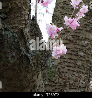Cherry Blossom heraus kommt eine kleine Filiale in einem Park Göteborg Schweden Stockfoto
