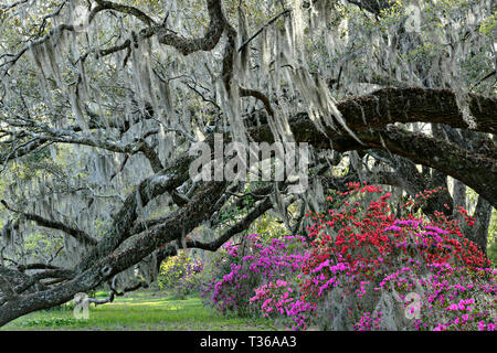 Giant Live Oak Gliedmaßen bilden einen natürlichen Baum Tunnel über blühende Azalee Sträucher und bedeckt mit spanischem Moos im Frühjahr im Magnolia Plantation in Charleston, South Carolina. Die Plantage und Gärten wurden im Jahre 1676 von den Drayton Familie errichtet und bleibt unter der Kontrolle der Drayton Familie nach 15 Generationen. Stockfoto