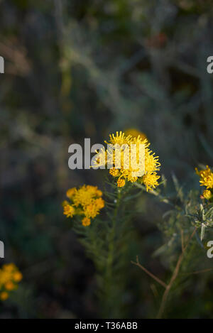 Galatella linosyris in voller Blüte Stockfoto