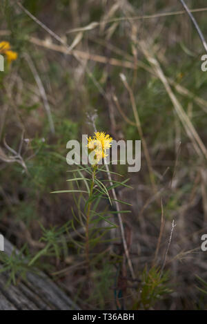 Galatella linosyris in voller Blüte Stockfoto