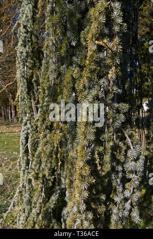 Cedrus Atlantica Orvala mit hängend Niederlassungen Stockfoto