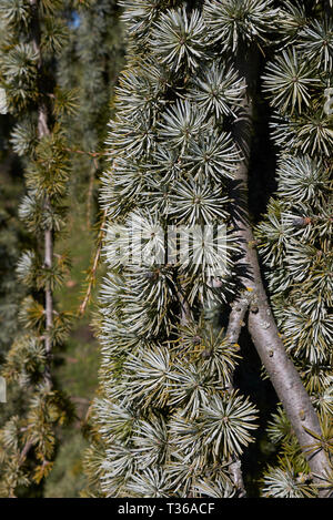 Cedrus Atlantica Orvala mit hängend Niederlassungen Stockfoto