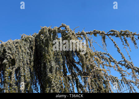 Cedrus Atlantica Orvala mit hängend Niederlassungen Stockfoto