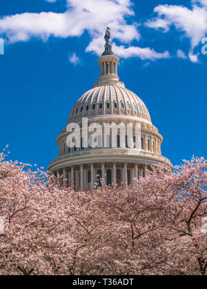 US Capitol Gebäude unter Frühling Baum Blüten Stockfoto