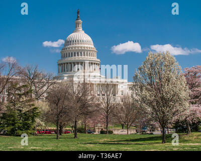 US Capitol Gebäude unter Frühling Baum Blüten Stockfoto