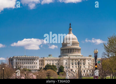 US Capitol Gebäude unter Frühling Baum Blüten Stockfoto
