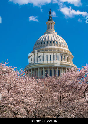 US Capitol Gebäude unter Frühling Baum Blüten Stockfoto