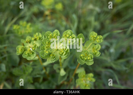 Euphorbia helioscopia in voller Blüte Stockfoto