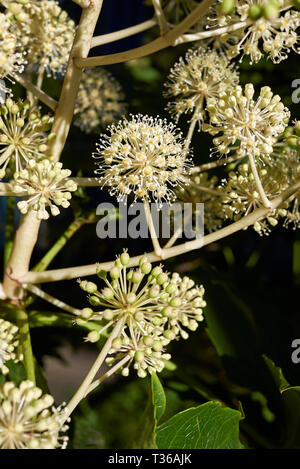 Fatsia japonica in der Blüte Stockfoto