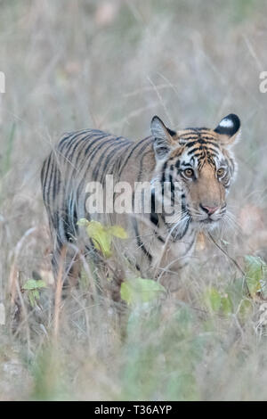 Royal Bengal Tiger (Panthera tigris tigris) in Indiens Bandhavgarh National Park Stockfoto