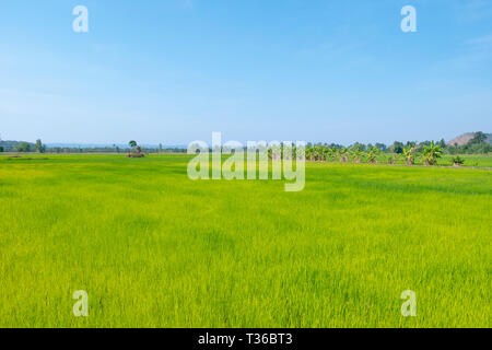 Landschaft grüne Reisfelder und blauer Himmel mit Sonnenschein. Reisfelder wächst in weiten mit Bananenstauden. Stockfoto