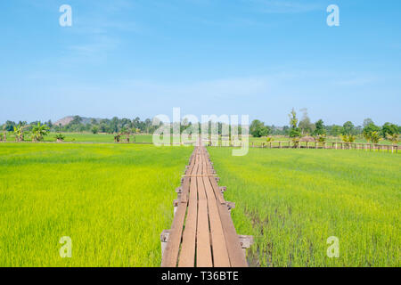 Die alte hölzerne Brücke erstreckt sich in den Reisfeldern. Landschaften grüne Wiese mit blauen Himmel und Holz Gehweg. Stockfoto