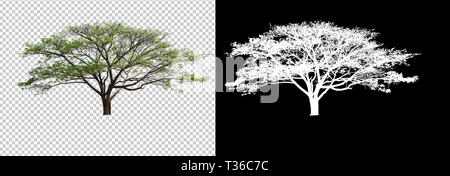 Single Tree auf transparenten Bildhintergrund mit Freistellungspfad, Single Tree mit Freistellungspfaden und Alpha Kanal auf schwarzem Hintergrund Stockfoto