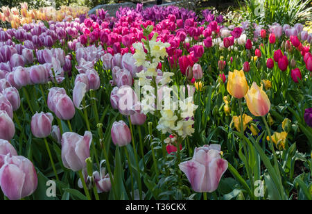 Schöne bunte Tulpen und Gelbe Lupine im Frühling, Southern California Stockfoto