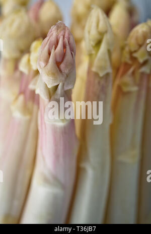 Bündel von frischem ungeschälten weißen Spargel im Frühjahr Stockfoto