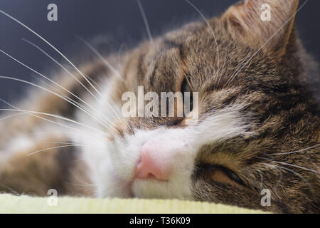 Schlafende Katze Stockfoto