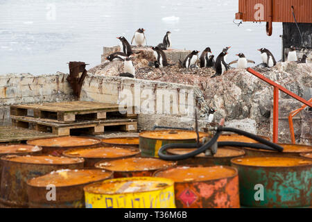 Gentoo Penguins einen alten Ölfässern in Almirante Brown Station bei Neko Harbour in Paradise Bay, Antarktische Halbinsel. Stockfoto