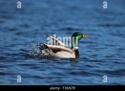 Ein drake Mallard duck Schwimmen auf einem blauen See im Winter- und Spritzwasser Stockfoto