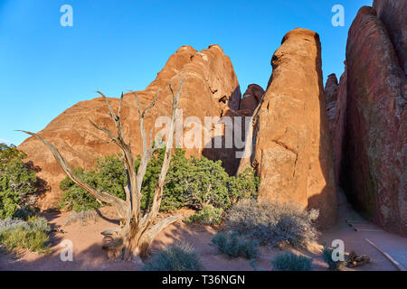 Roter Sandstein Felsformationen und toten Utah Wacholder im Arches National Park, Moab, Utah, USA, in der Nähe von Sand Dune Arch. Stockfoto