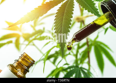 Hand Flasche full spectrum Cannabis Öl in Dropper gegen Cannabispflanze. Nahaufnahme Stockfoto