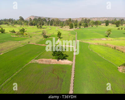 Drone schuss Luftaufnahme Landschaft der alten Holzbrücke in die Reisfelder auf dem Land Stockfoto